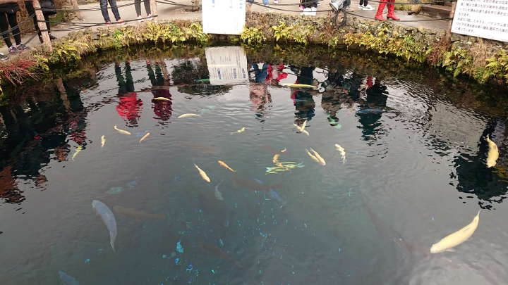 (圖多注意!) 帶著SONY XZ3東京走跳拍攝