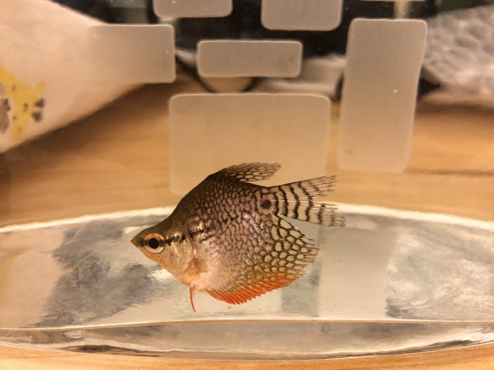 請幫忙看一下短身馬甲魚的狀態