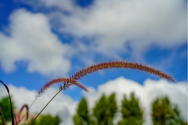 Samyang AF 35mm F1.4 (FE)微開箱