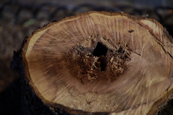 Canon RF 50mm F1.2 默默開賣了 (圖片後補)