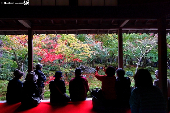 京都楓遊一天(2018-11-16) 點多 圖多