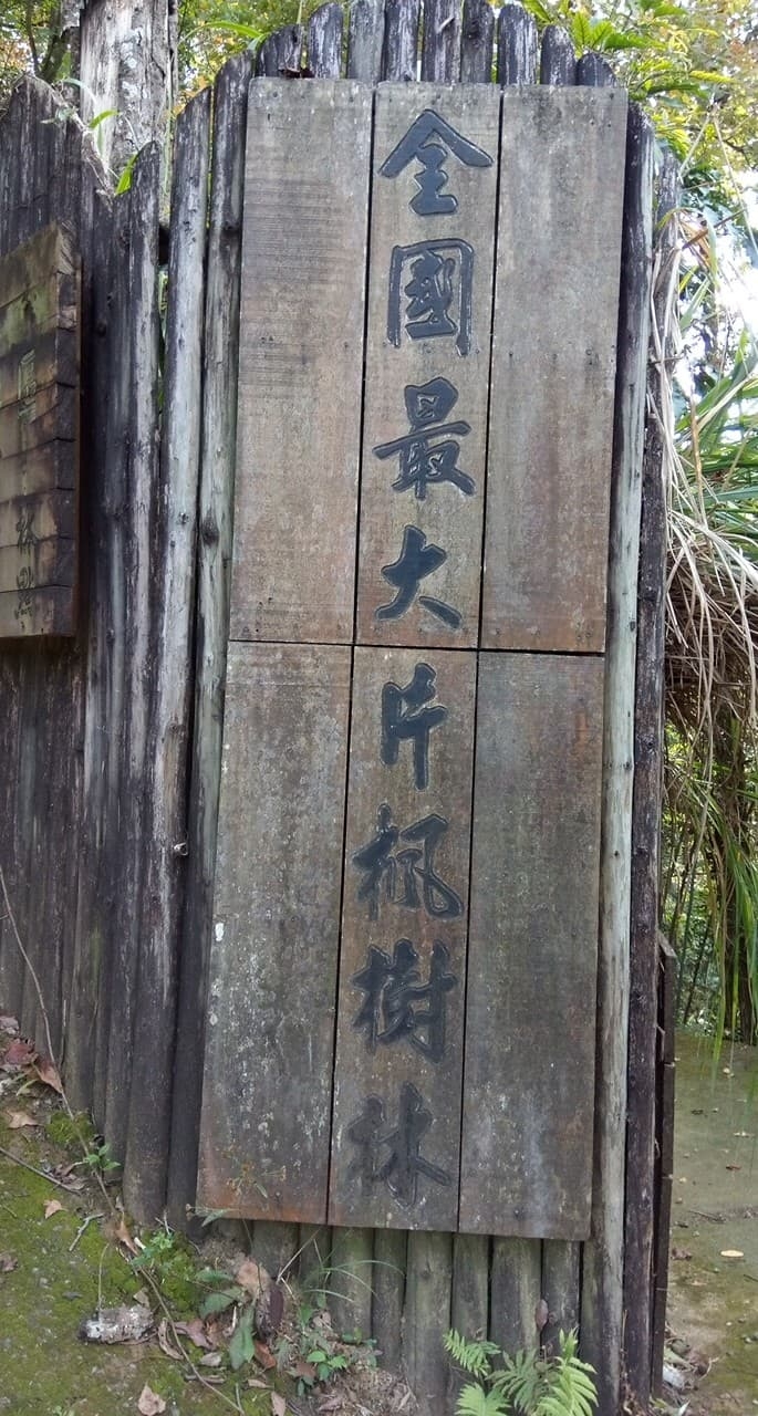 尋楓記-東勢林場續章