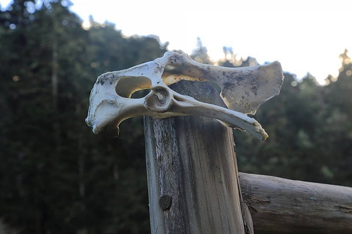 逆走馬博橫斷(欠盆駒)