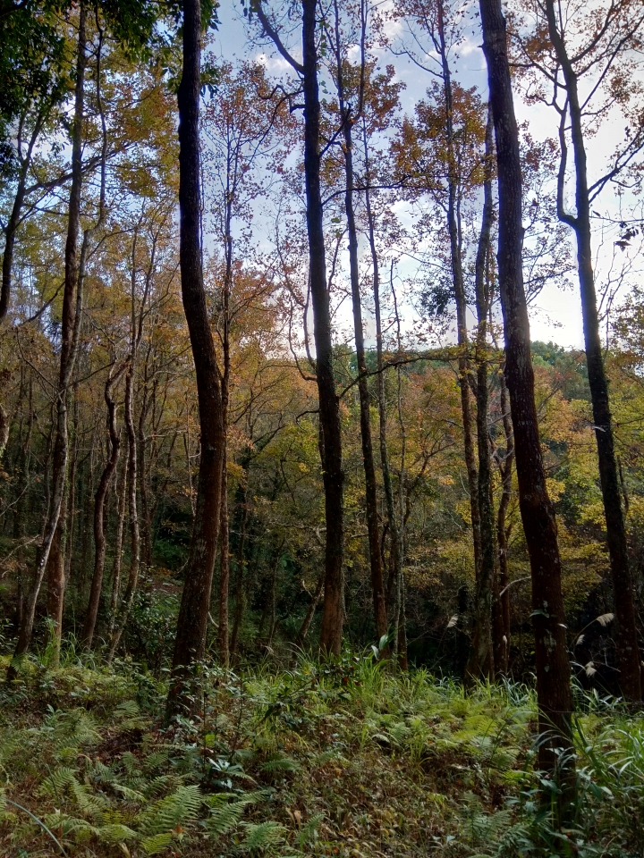 尋楓記-東勢林場續章