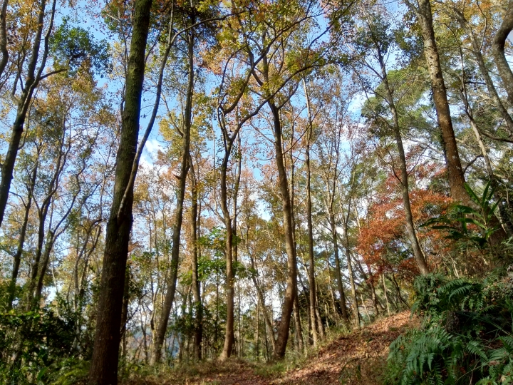 尋楓記-東勢林場續章