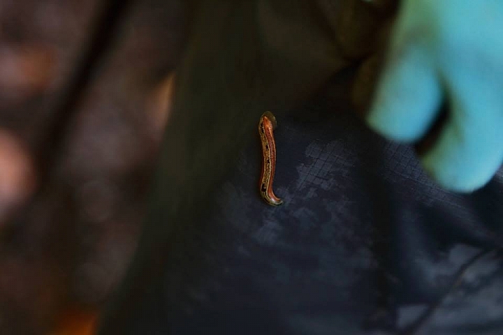逆走馬博橫斷(欠盆駒)