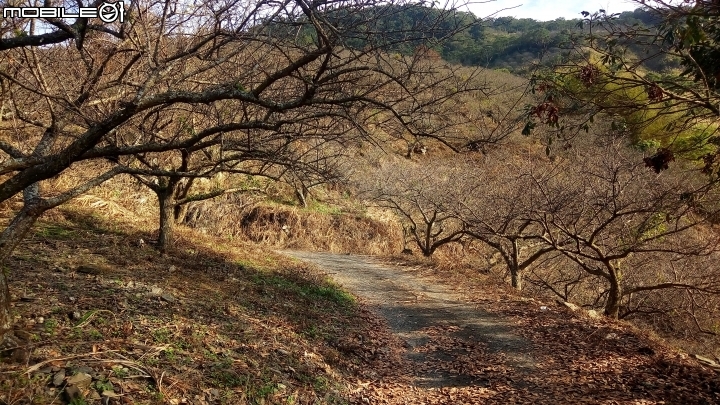六龜諦願寺-高中索阿紀吊橋-賴家古厝-寶來花賞溫泉單車遊