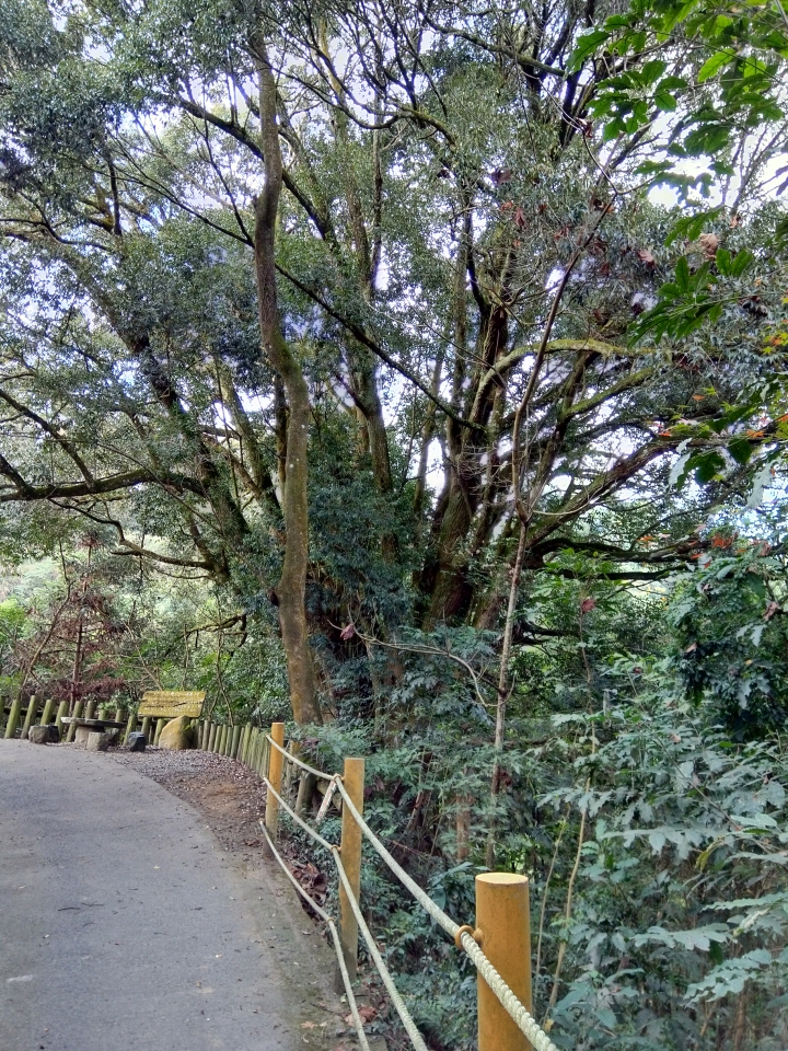 尋楓記-東勢林場續章