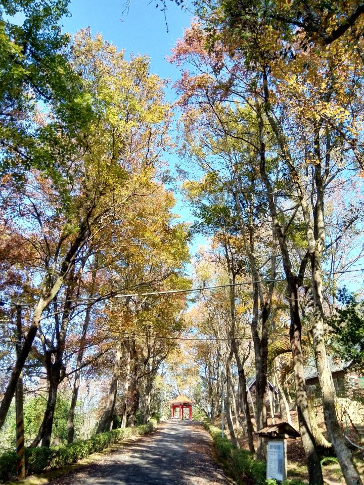尋楓記-東勢林場續章