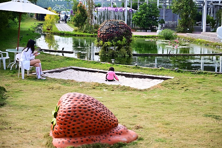 Z6隨拍屏東縣文心蘭推手、神農獎得主:竹田鄉天使花園