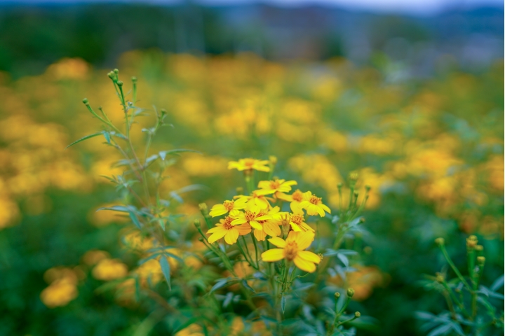 Samyang AF 35mm F1.4 (FE)微開箱