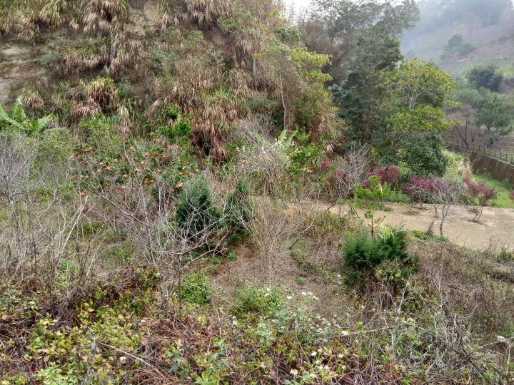 賞花之旅-台中某山地