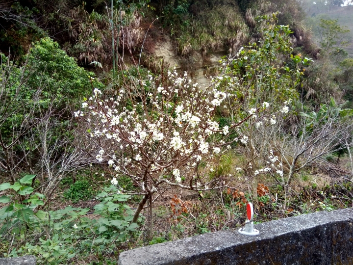賞花之旅-台中某山地