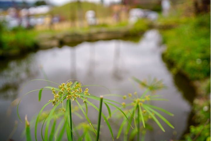 Samyang AF 35mm F1.4 (FE)微開箱