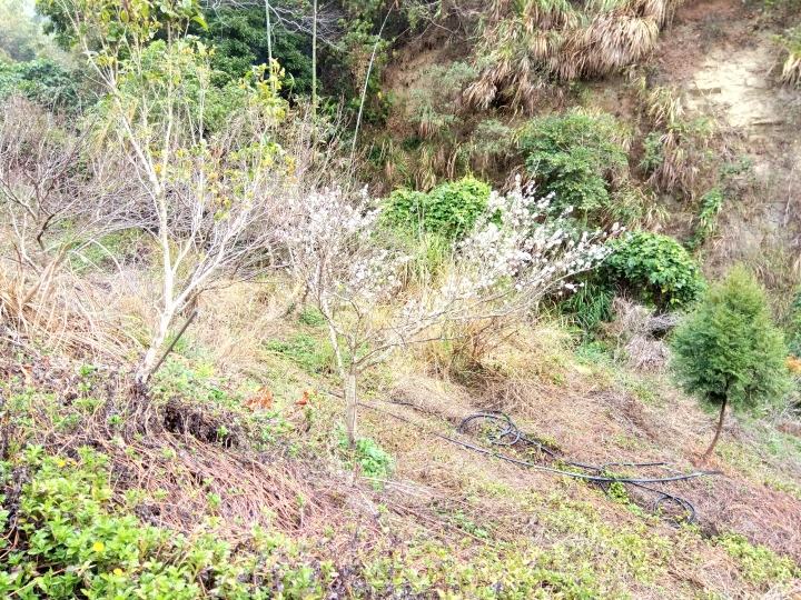 賞花之旅-台中某山地