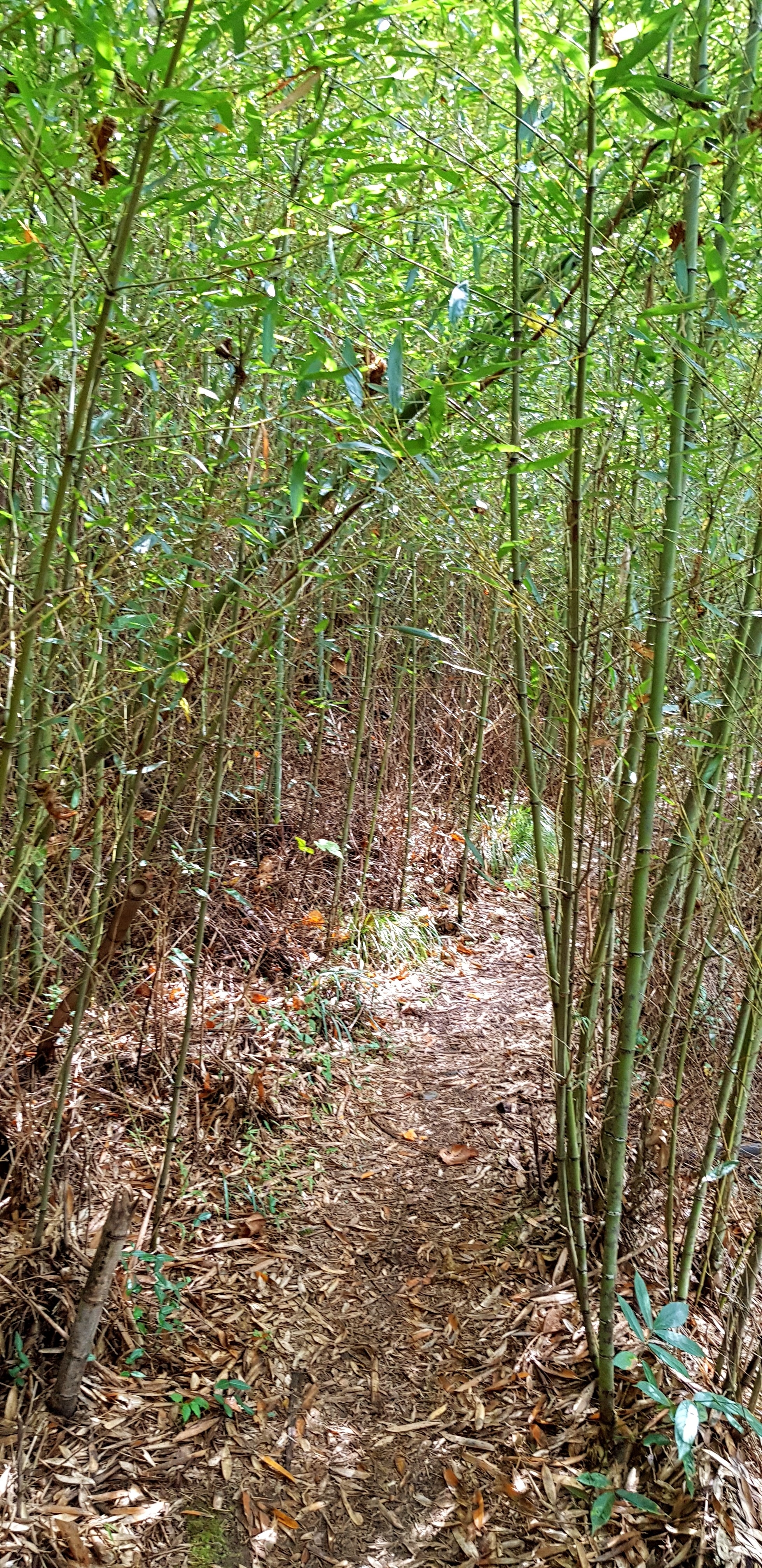 當年環島三妹的司馬庫斯之旅(什麼爛標題XD)