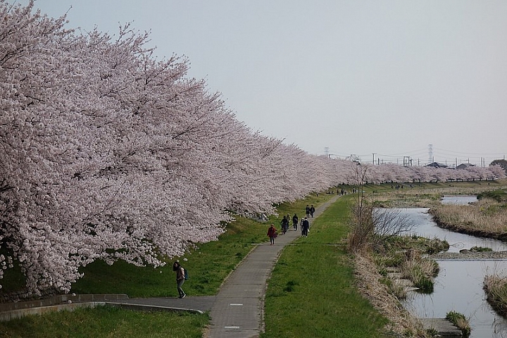 【埼玉縣】愜意舒適野餐賞櫻處 兒玉千本櫻