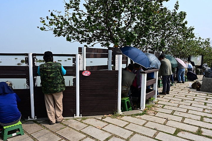 (Z7)黑面琵鷺盤旋高飛準備北返,記錄永安濕地黑琵及茄萣黑琵區長"開冠"秀。