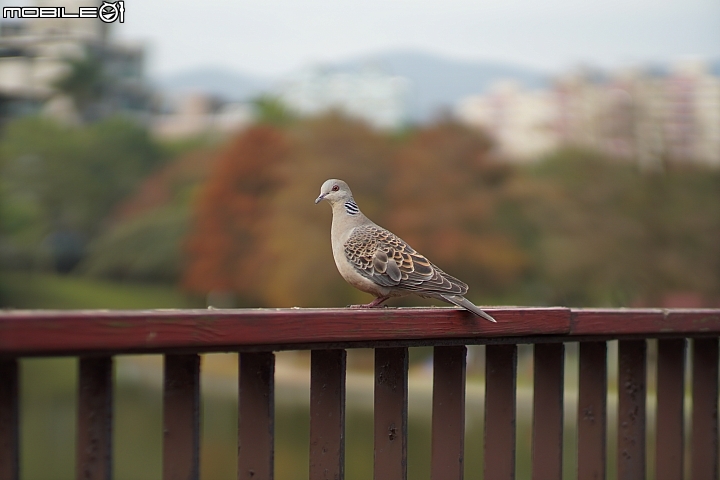 KamLan 50mm f/1.1 II 超大光圈卻有平實售價