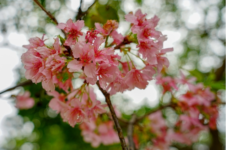 Samyang AF 35mm F1.4 (FE)微開箱