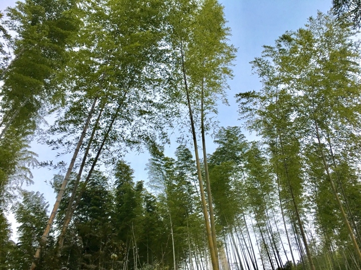 冬 遊 黃 山   美 好 安 徽