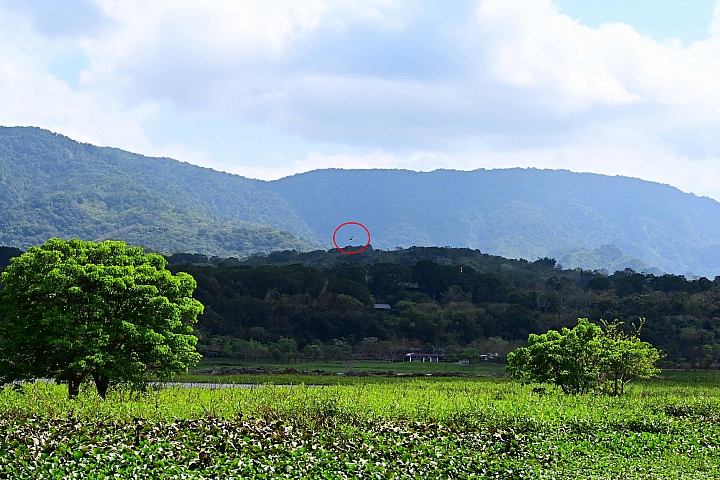 Z7/Z6記錄池上大波池花嘴鴨