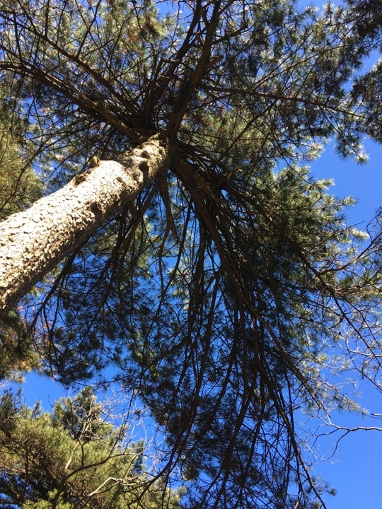 冬 遊 黃 山   美 好 安 徽