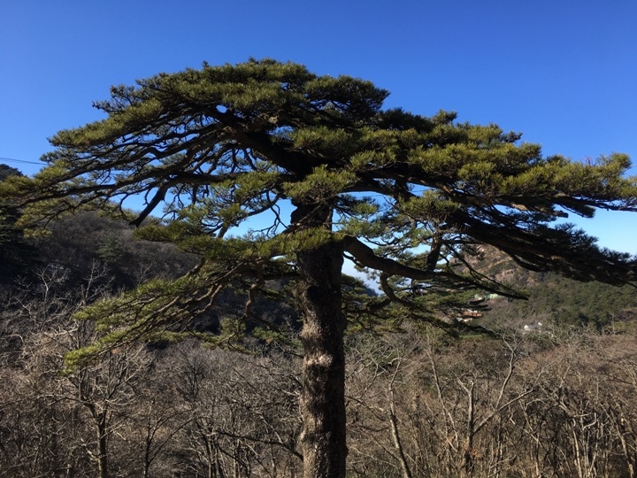 冬 遊 黃 山   美 好 安 徽