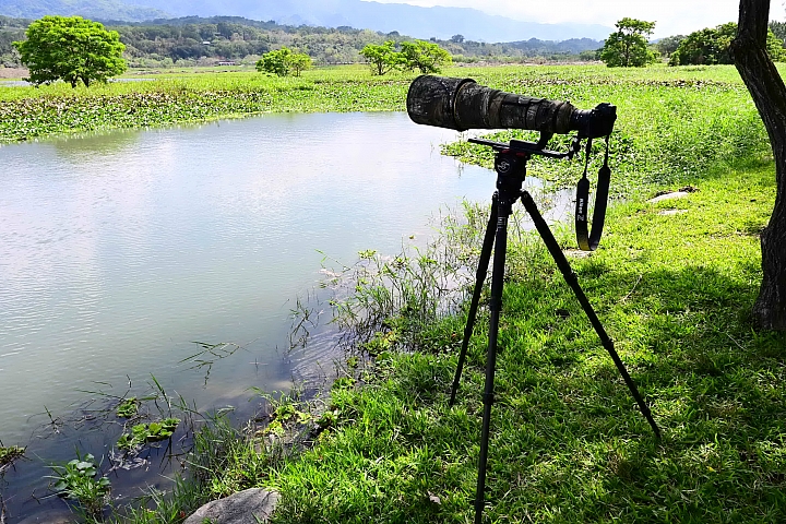 Z7/Z6記錄池上大波池花嘴鴨