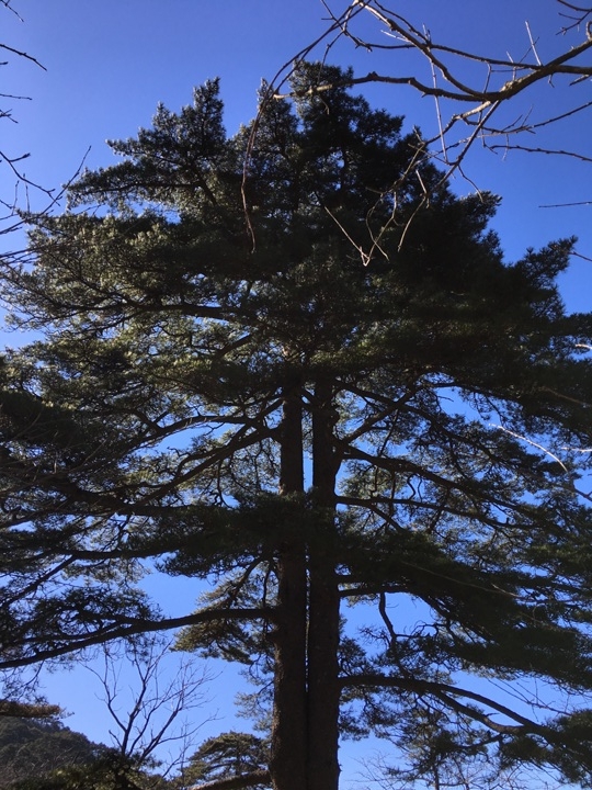 冬 遊 黃 山   美 好 安 徽