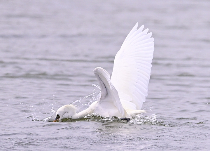 Z6/Z7高雄汕尾搭舢舨船拍唐白鷺、鐵嘴鴴、蒙古鴴、黦鷸、鳳頭燕鷗、黑腹燕鷗。