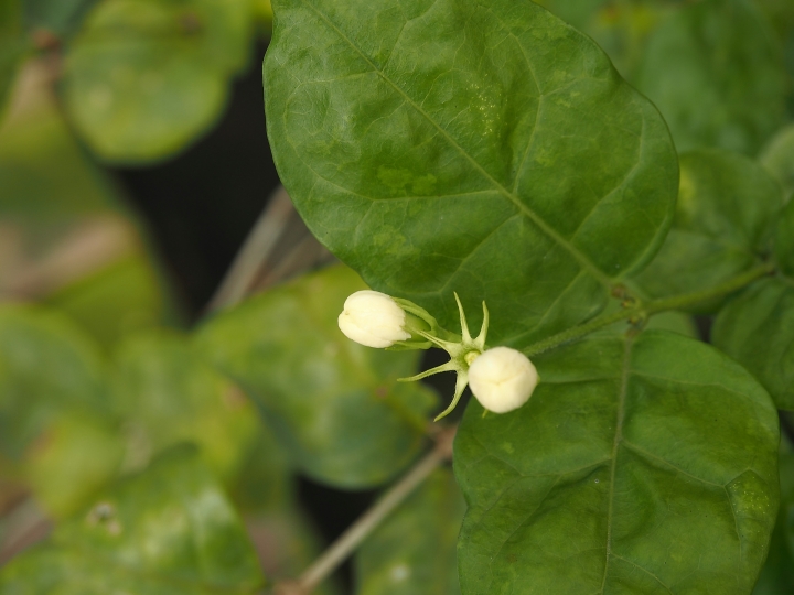 彰化 花壇 茉莉花壇夢想館 — 從農會老穀倉變身茉莉花商品推廣站