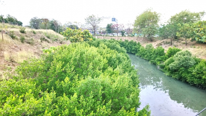 有吊橋的公園~高雄中都溼地公園