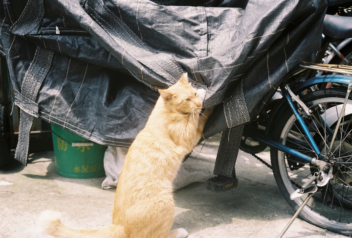 [Yashica M-II]磚頭砸下都是大大興隆的同安人[Kodak 200]