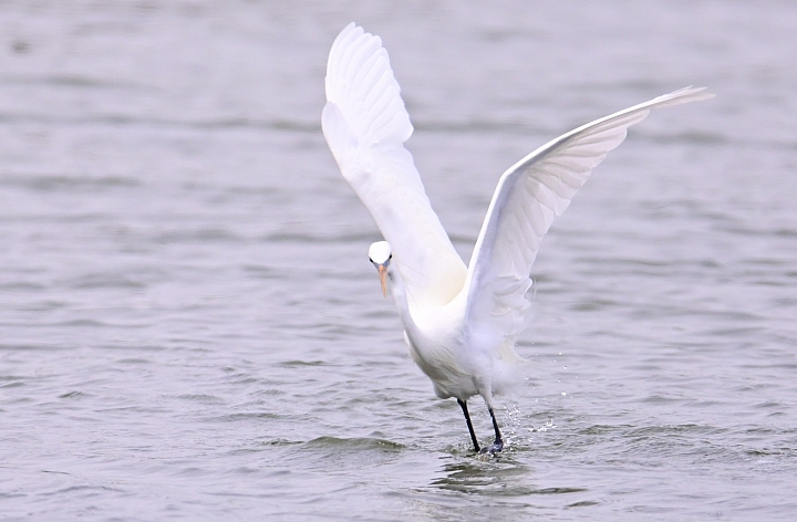 Z6/Z7高雄汕尾搭舢舨船拍唐白鷺、鐵嘴鴴、蒙古鴴、黦鷸、鳳頭燕鷗、黑腹燕鷗。