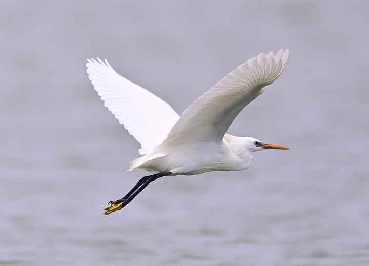 Z6/Z7高雄汕尾搭舢舨船拍唐白鷺、鐵嘴鴴、蒙古鴴、黦鷸、鳳頭燕鷗、黑腹燕鷗。