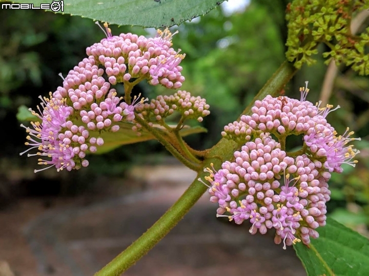 杜虹花 嘉義市西區埤子頭植物園04/13