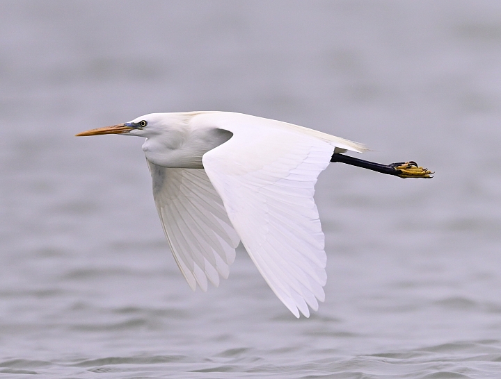 Z6/Z7高雄汕尾搭舢舨船拍唐白鷺、鐵嘴鴴、蒙古鴴、黦鷸、鳳頭燕鷗、黑腹燕鷗。