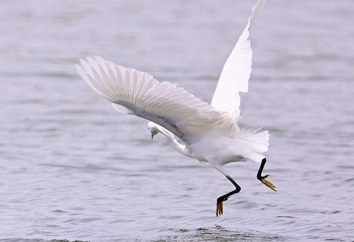 Z6/Z7高雄汕尾搭舢舨船拍唐白鷺、鐵嘴鴴、蒙古鴴、黦鷸、鳳頭燕鷗、黑腹燕鷗。