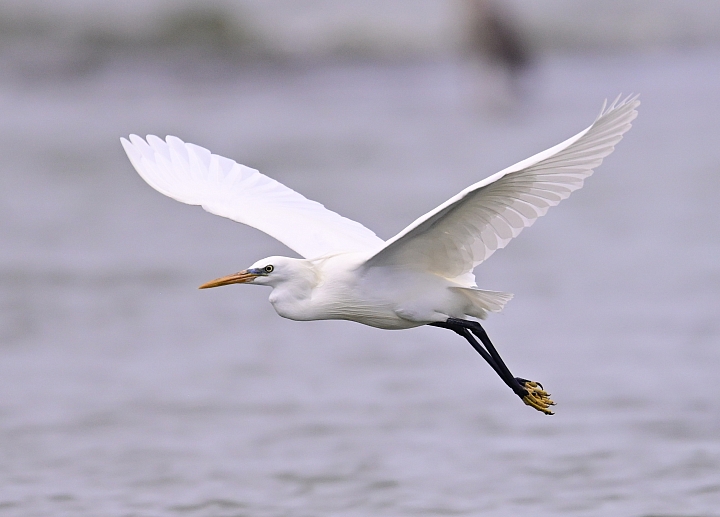 Z6/Z7高雄汕尾搭舢舨船拍唐白鷺、鐵嘴鴴、蒙古鴴、黦鷸、鳳頭燕鷗、黑腹燕鷗。