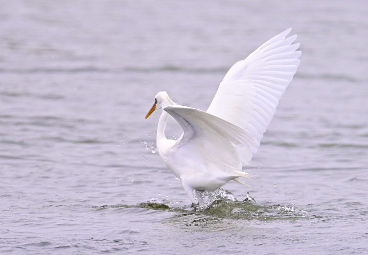 Z6/Z7高雄汕尾搭舢舨船拍唐白鷺、鐵嘴鴴、蒙古鴴、黦鷸、鳳頭燕鷗、黑腹燕鷗。