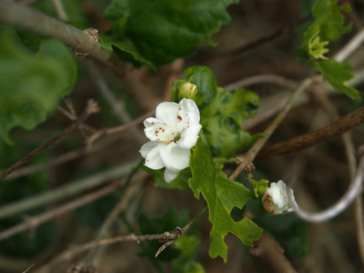 彰化 花壇 茉莉花壇夢想館 — 從農會老穀倉變身茉莉花商品推廣站