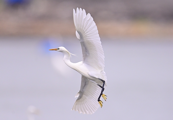 Z6/Z7高雄汕尾搭舢舨船拍唐白鷺、鐵嘴鴴、蒙古鴴、黦鷸、鳳頭燕鷗、黑腹燕鷗。