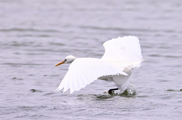 Z6/Z7高雄汕尾搭舢舨船拍唐白鷺、鐵嘴鴴、蒙古鴴、黦鷸、鳳頭燕鷗、黑腹燕鷗。