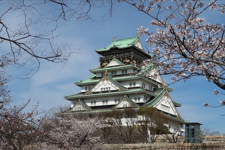 【大阪府】大阪城春景 天守閣與滿開吉野櫻