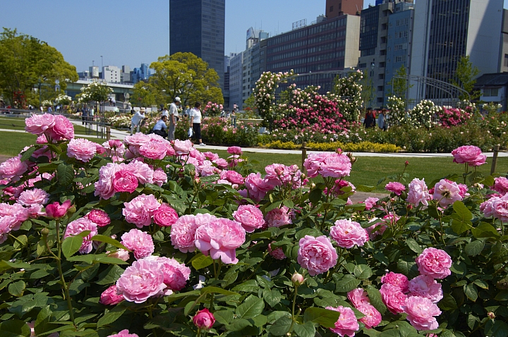 【關西賞花名勝④】關西地區的賞花景點　玫瑰篇