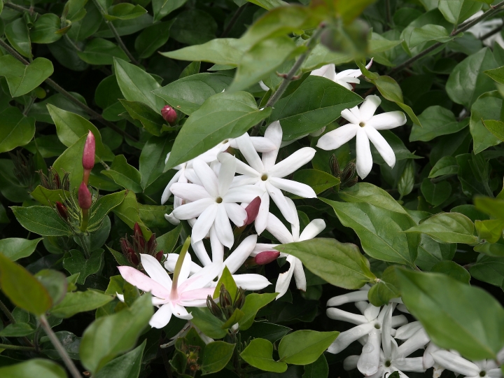 彰化 花壇 茉莉花壇夢想館 — 從農會老穀倉變身茉莉花商品推廣站