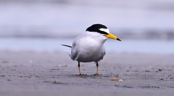 Z7神話之鳥黑嘴端鳳頭燕鷗