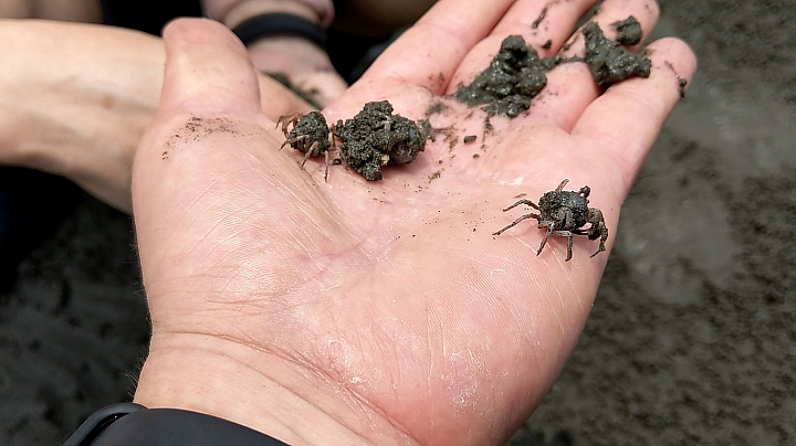 【遊記】芳苑潮間帶採蚵趣