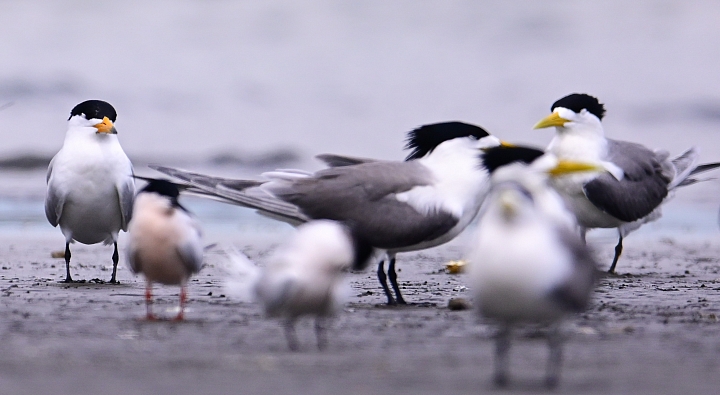 Z7神話之鳥黑嘴端鳳頭燕鷗